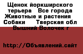 Щенок йоркширского терьера - Все города Животные и растения » Собаки   . Тверская обл.,Вышний Волочек г.
